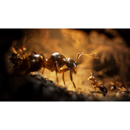 Empire of the Ants – PS5